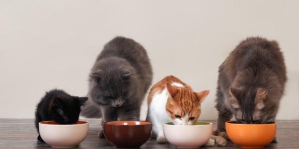 How Much and How Often You Should Feed Your Cat Preventive Vet